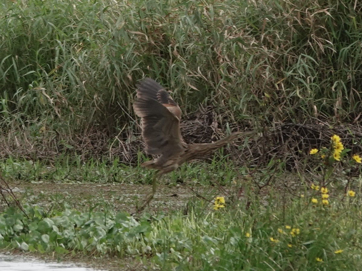 American Bittern - ML647369973