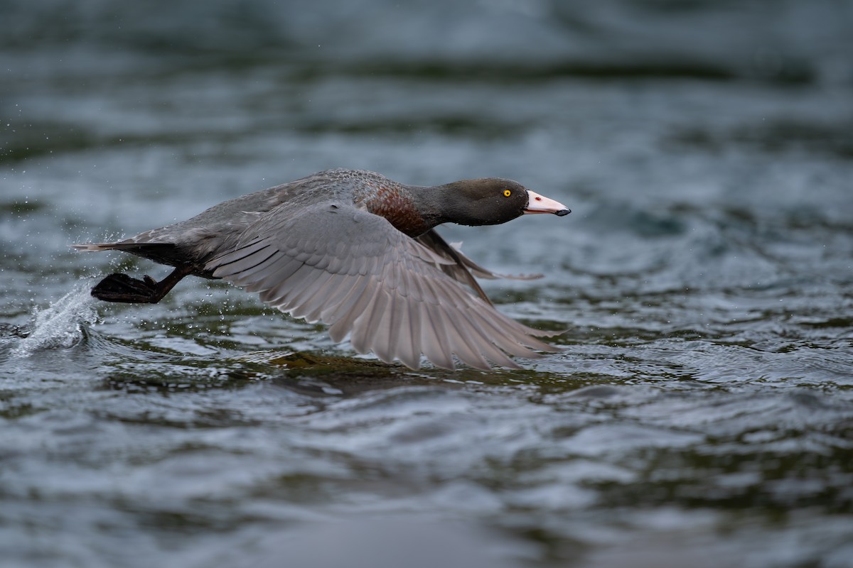 アオヤマガモ - ML647369974