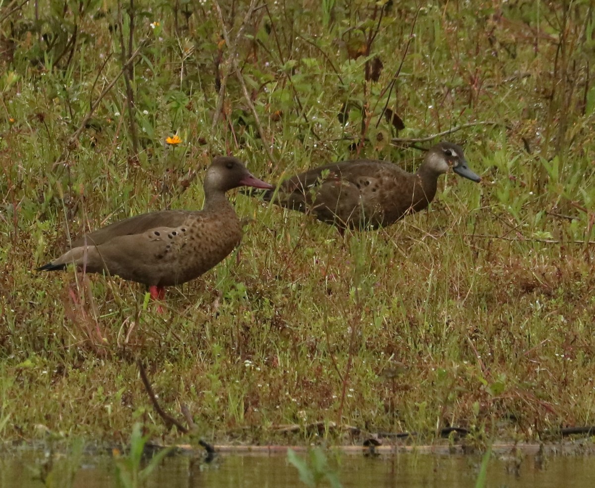 Brazilian Teal - ML647369980