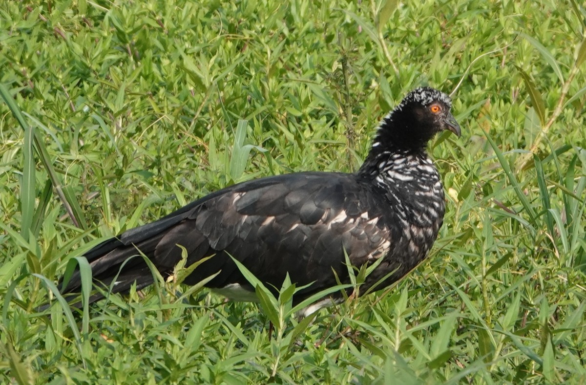 Horned Screamer - ML647369985
