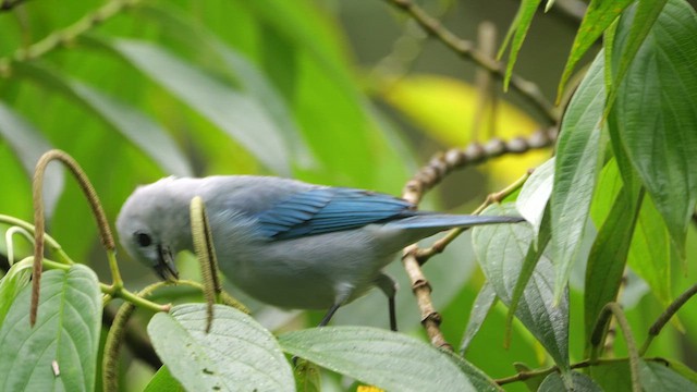 Blue-gray Tanager - ML647369993