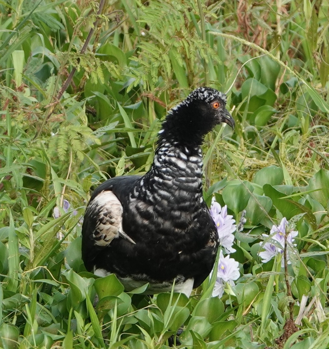 Horned Screamer - ML647369998