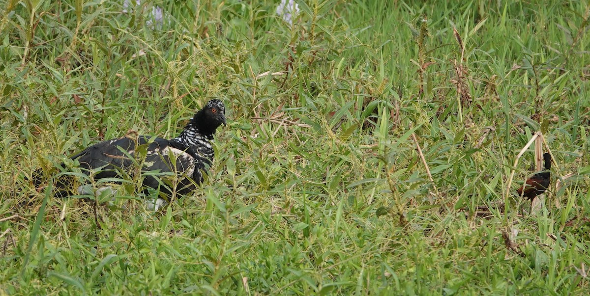 Horned Screamer - ML647370002