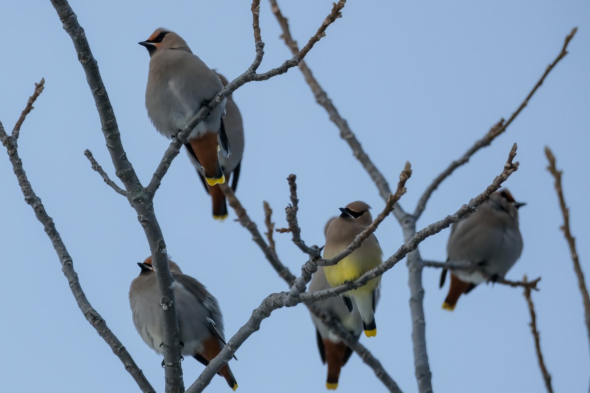 Cedar Waxwing - ML647370003