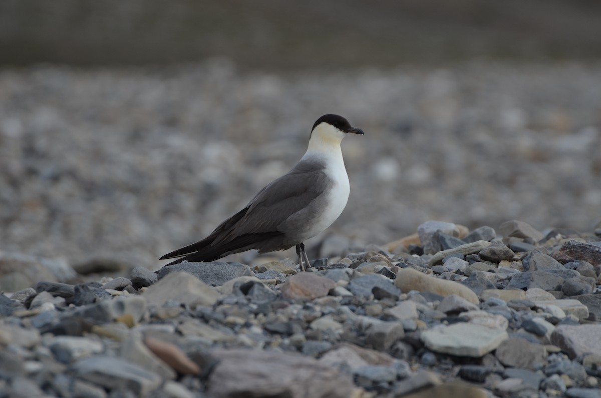 Long-tailed Jaeger - ML647370005