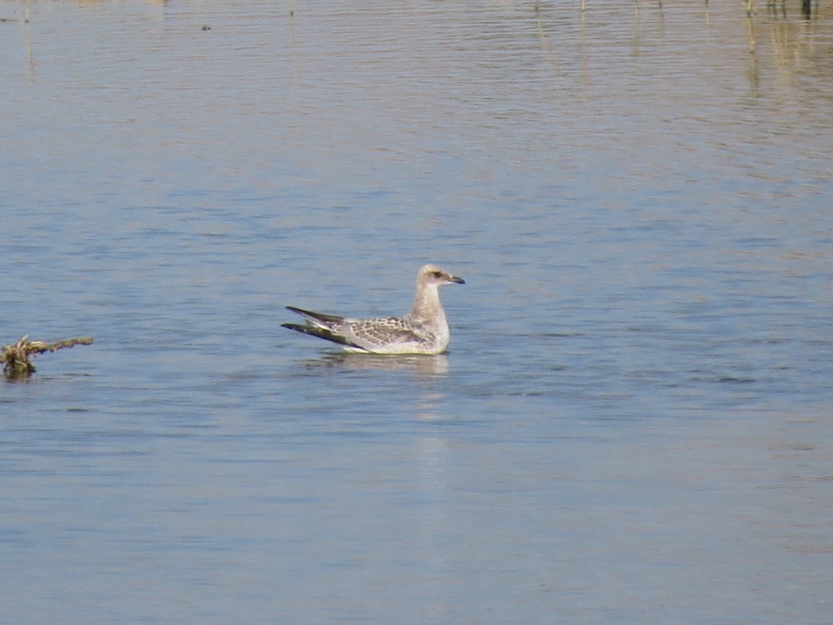 Mediterranean Gull - ML647370006