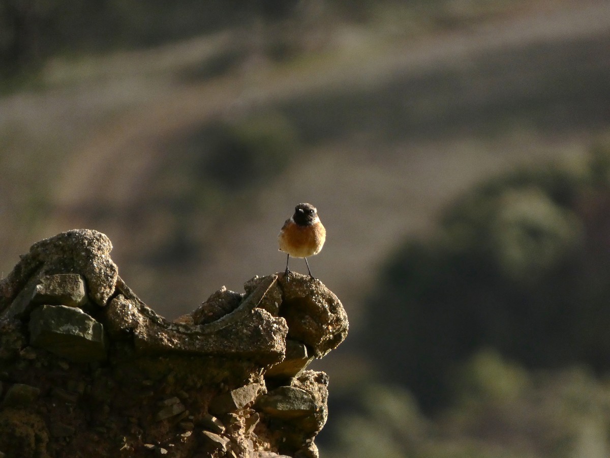 European Stonechat - ML647370007