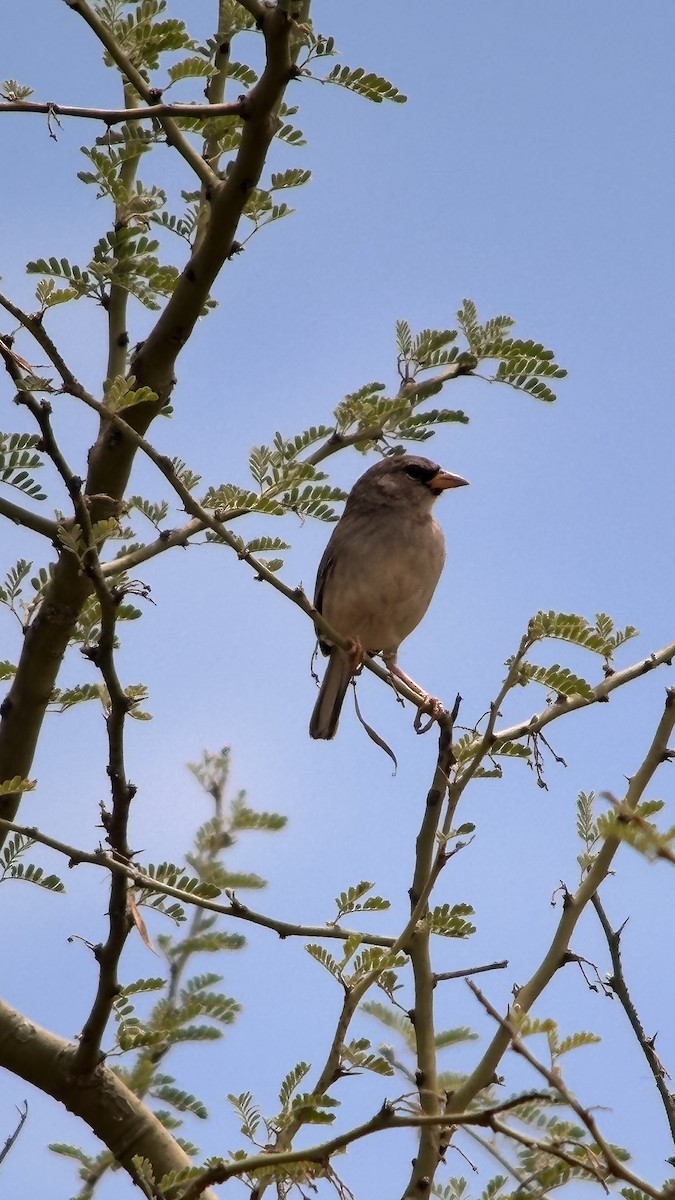Küçük İnka İspinozu - ML647370008