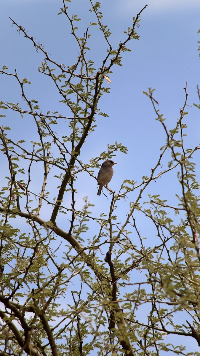 Küçük İnka İspinozu - ML647370009