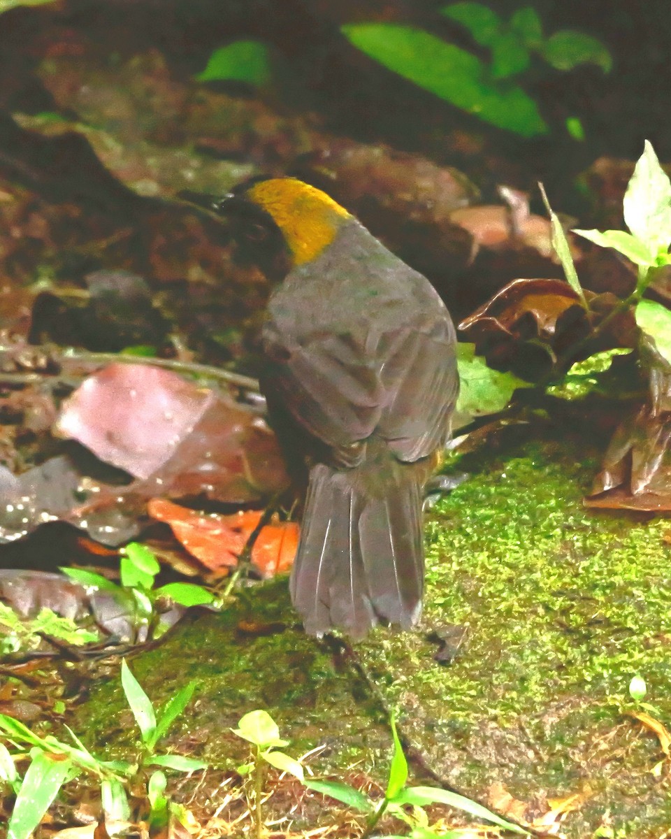 Dusky-faced Tanager - ML647370012
