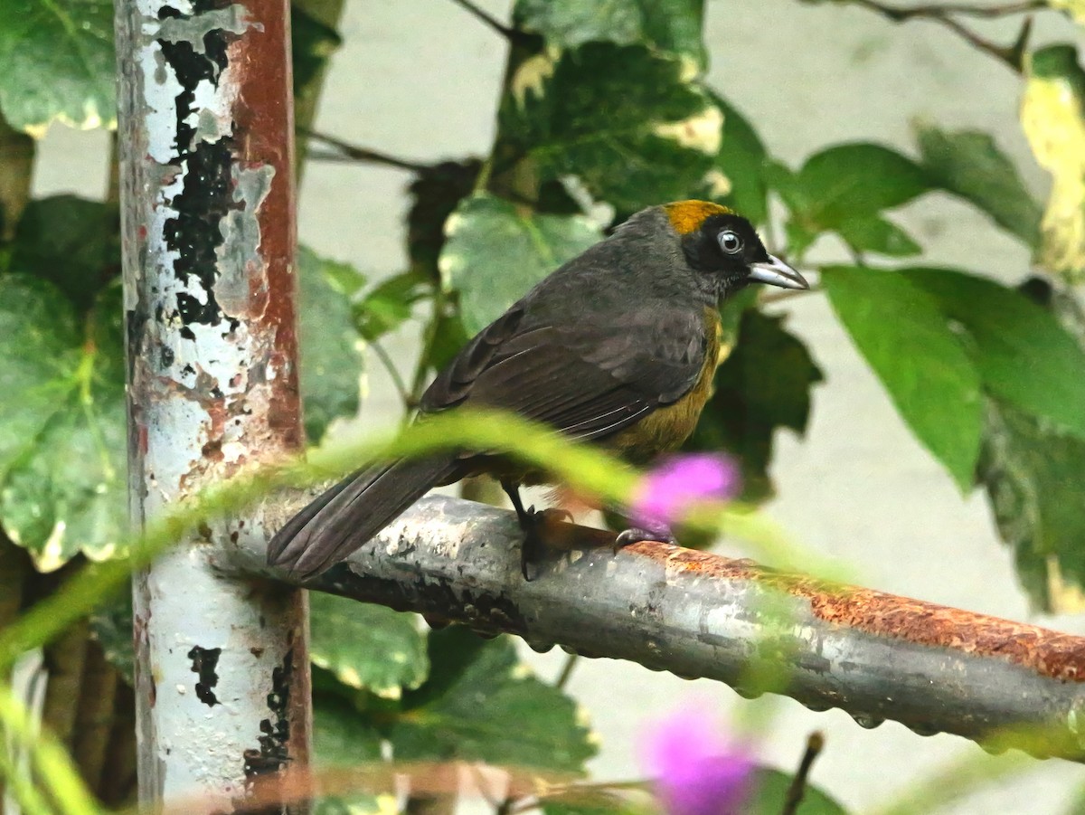 Dusky-faced Tanager - ML647370013