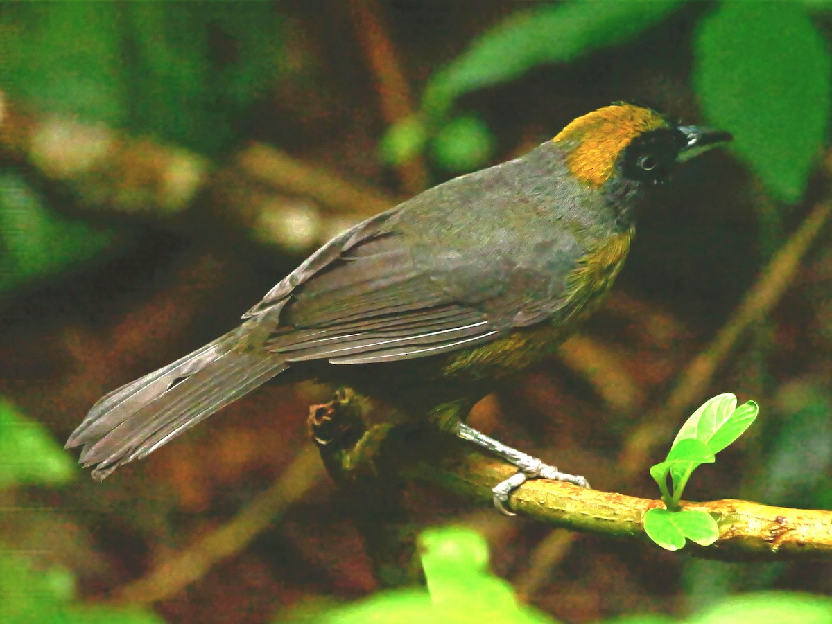 Dusky-faced Tanager - ML647370014