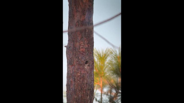 Red-cockaded Woodpecker - ML647370017