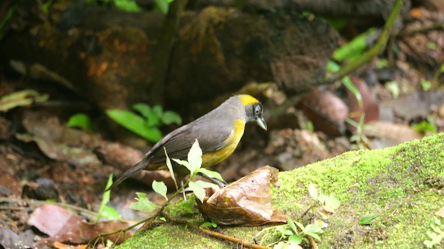 Dusky-faced Tanager - ML647370021