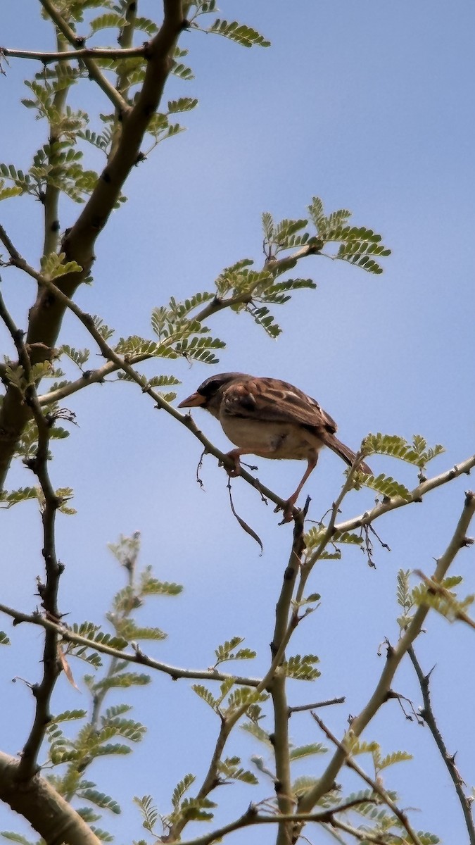 Küçük İnka İspinozu - ML647370025