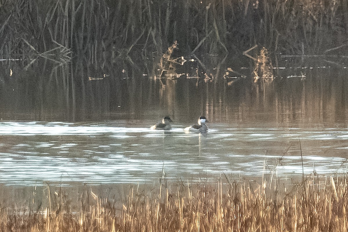 Ruddy Duck - ML647370044