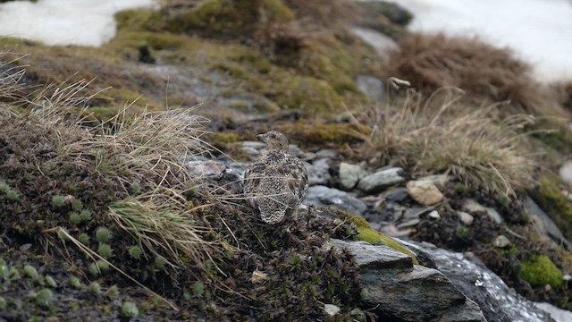 Магелланов зобатый бегунок - ML647370045