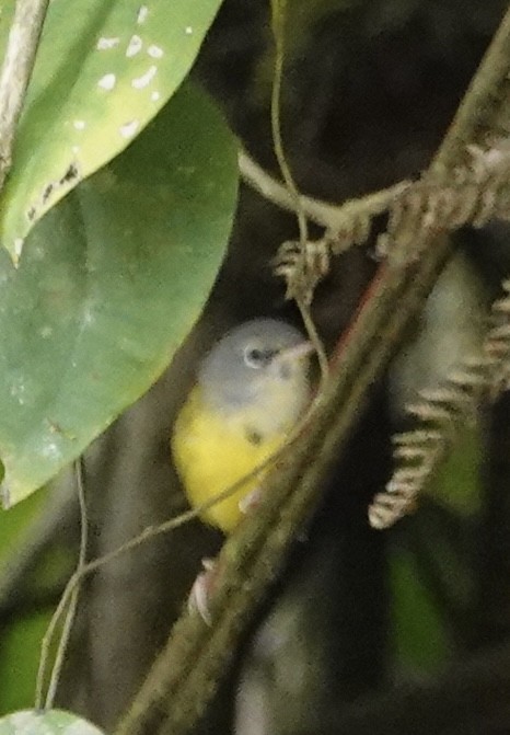 Mourning Warbler - ML647370046