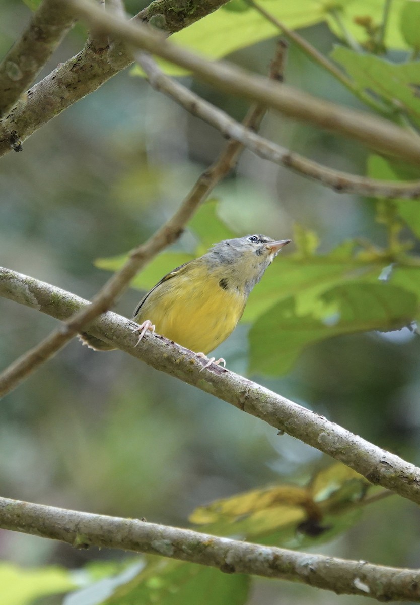 Mourning Warbler - ML647370049