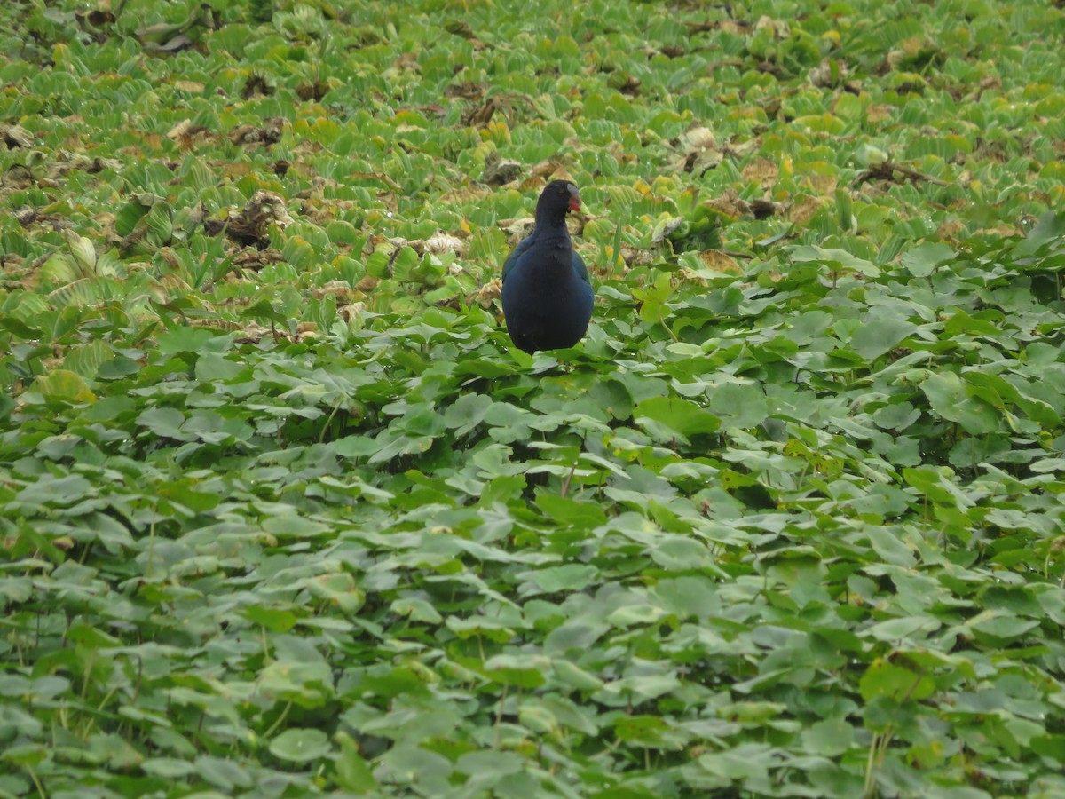 Pollo sultano della Martinica - ML647370052