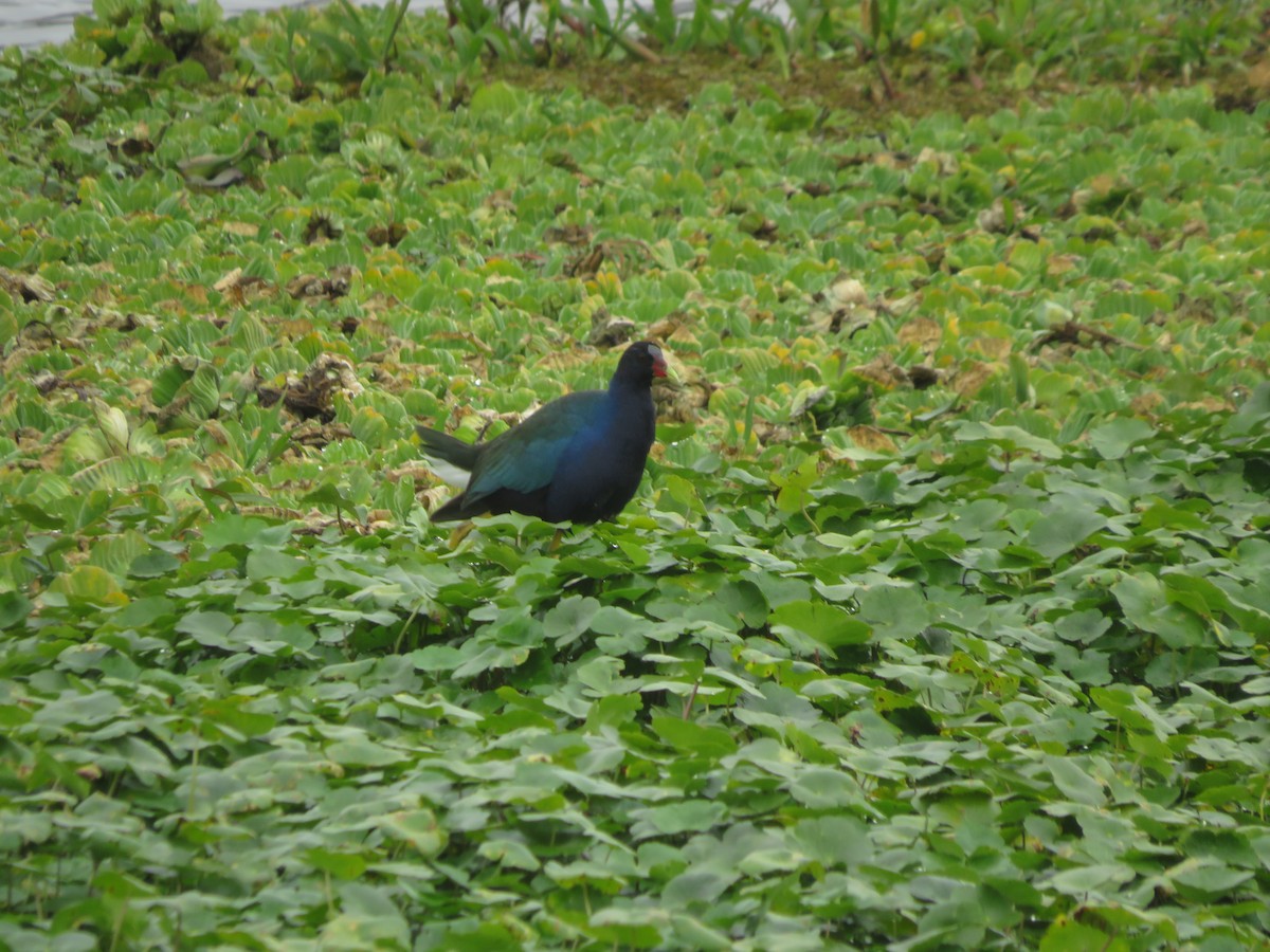 Pollo sultano della Martinica - ML647370053