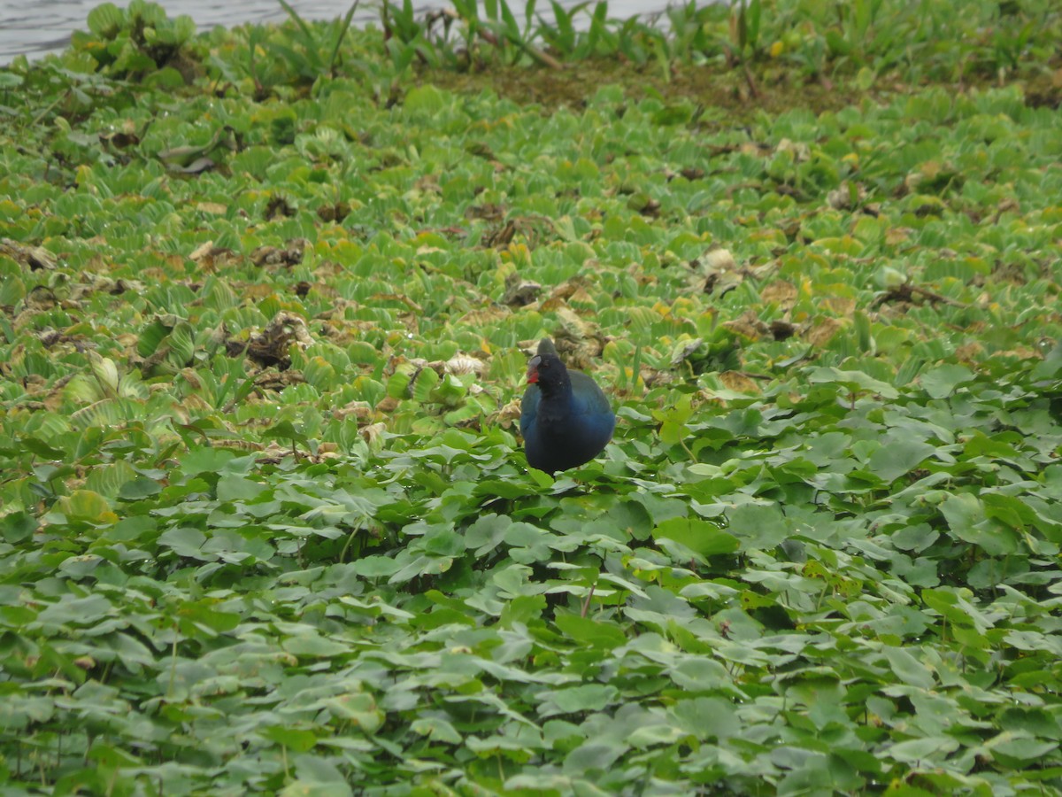 Pollo sultano della Martinica - ML647370054