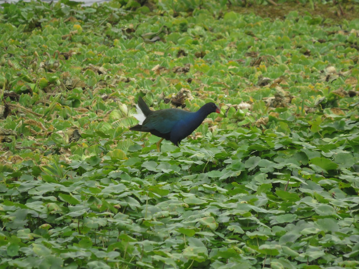 Pollo sultano della Martinica - ML647370055