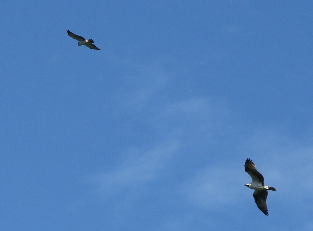 Osprey - ML647370061