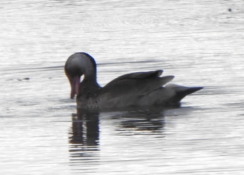 Brazilian Teal - ML647370067