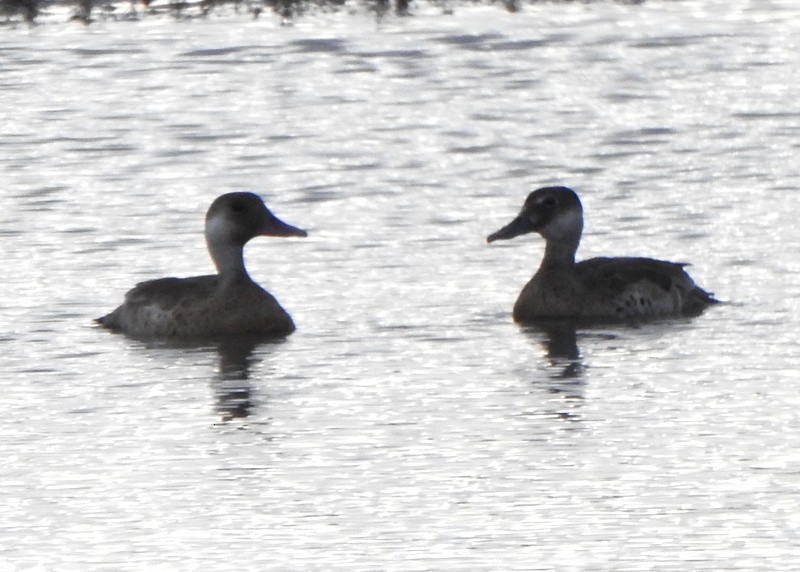 Brazilian Teal - ML647370068