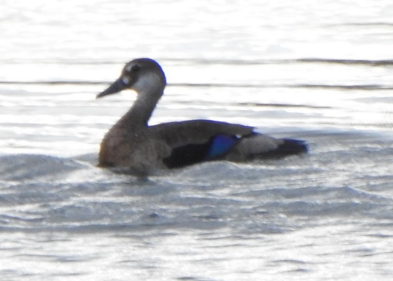 Brazilian Teal - ML647370069