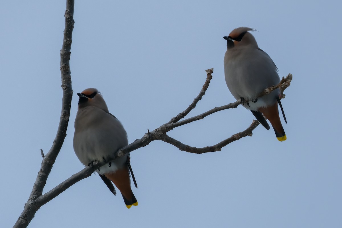 Ampelis Europeo - ML647370070