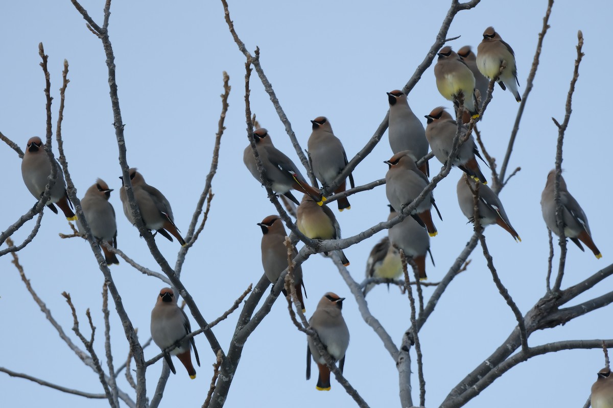 Ampelis Europeo - ML647370076