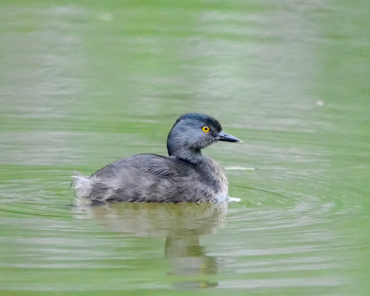 Least Grebe - ML647370077