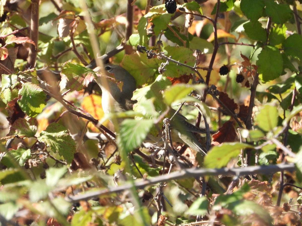 Garden Warbler - ML647370082