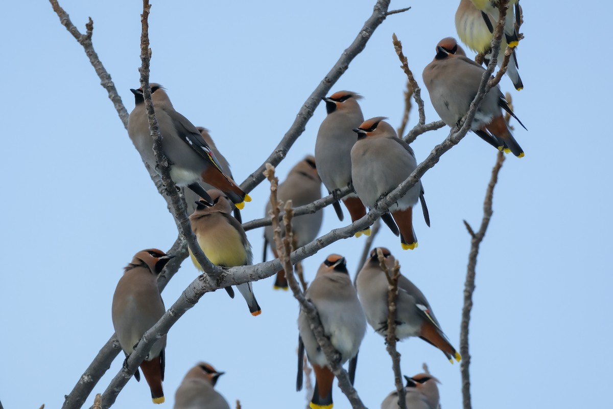 Ampelis Europeo - ML647370083