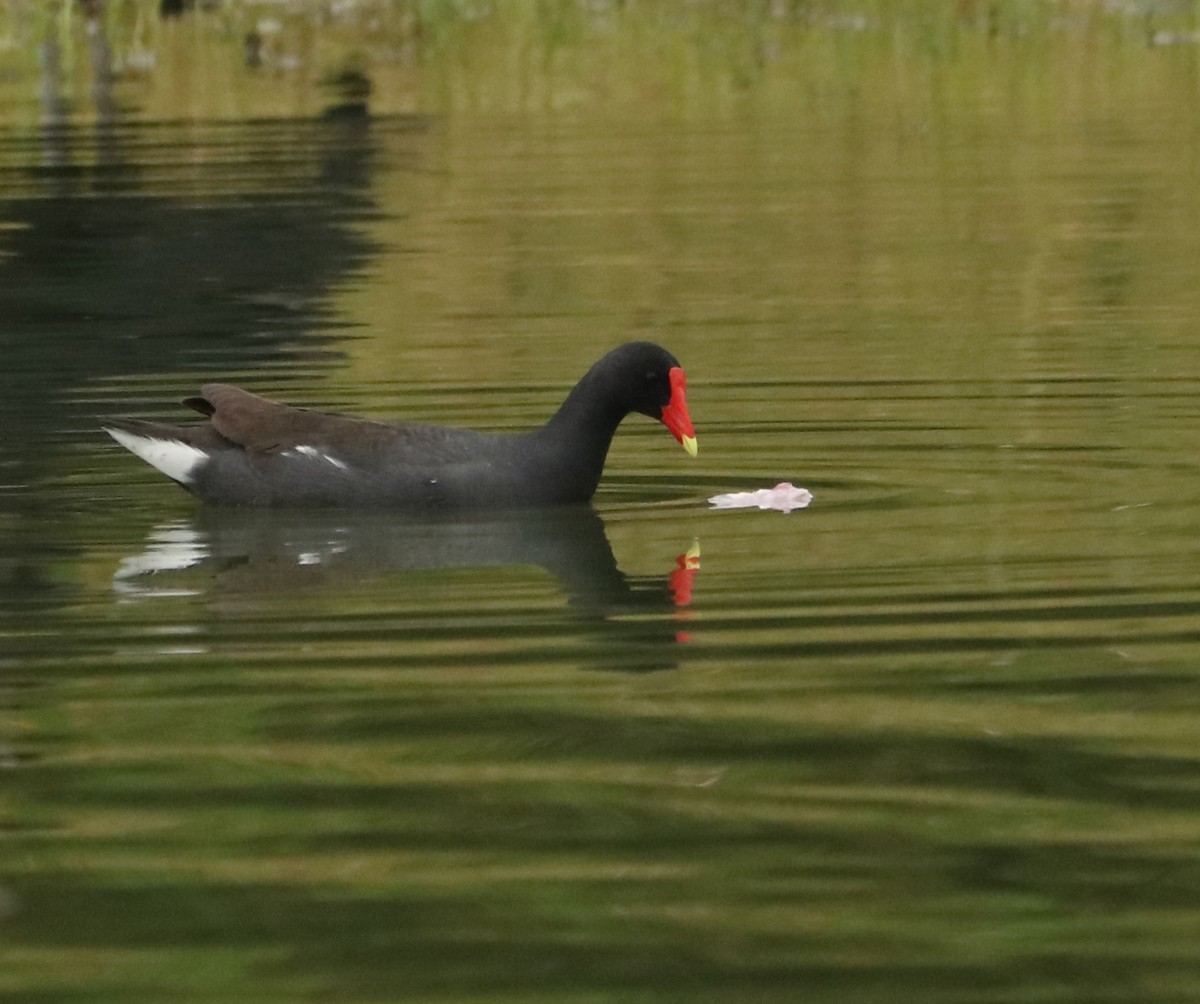 slípka americká - ML647370093