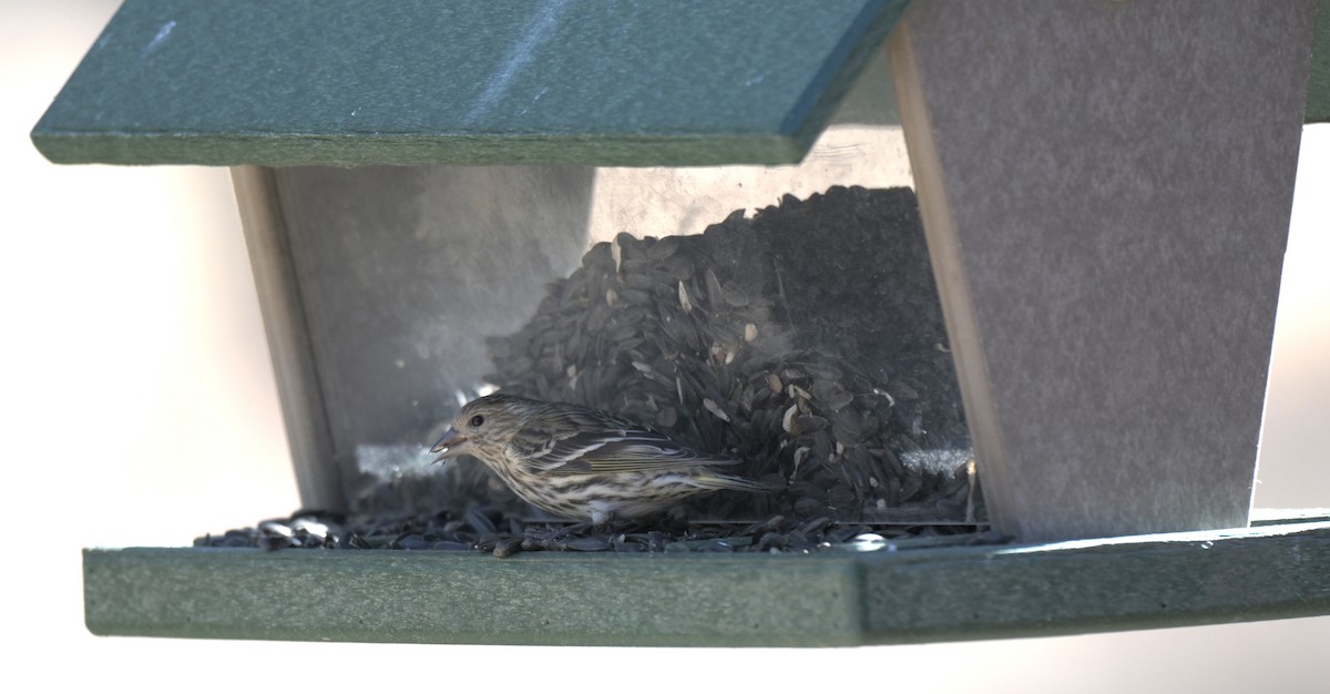 Pine Siskin - ML647370098