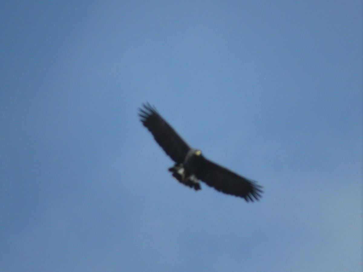 Great Black Hawk - ML647370099