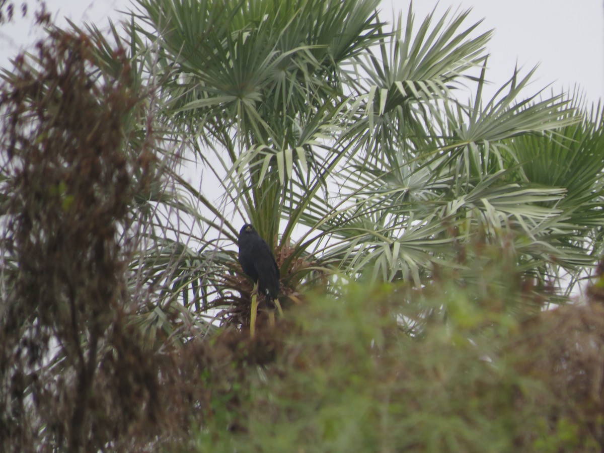 Great Black Hawk - ML647370102