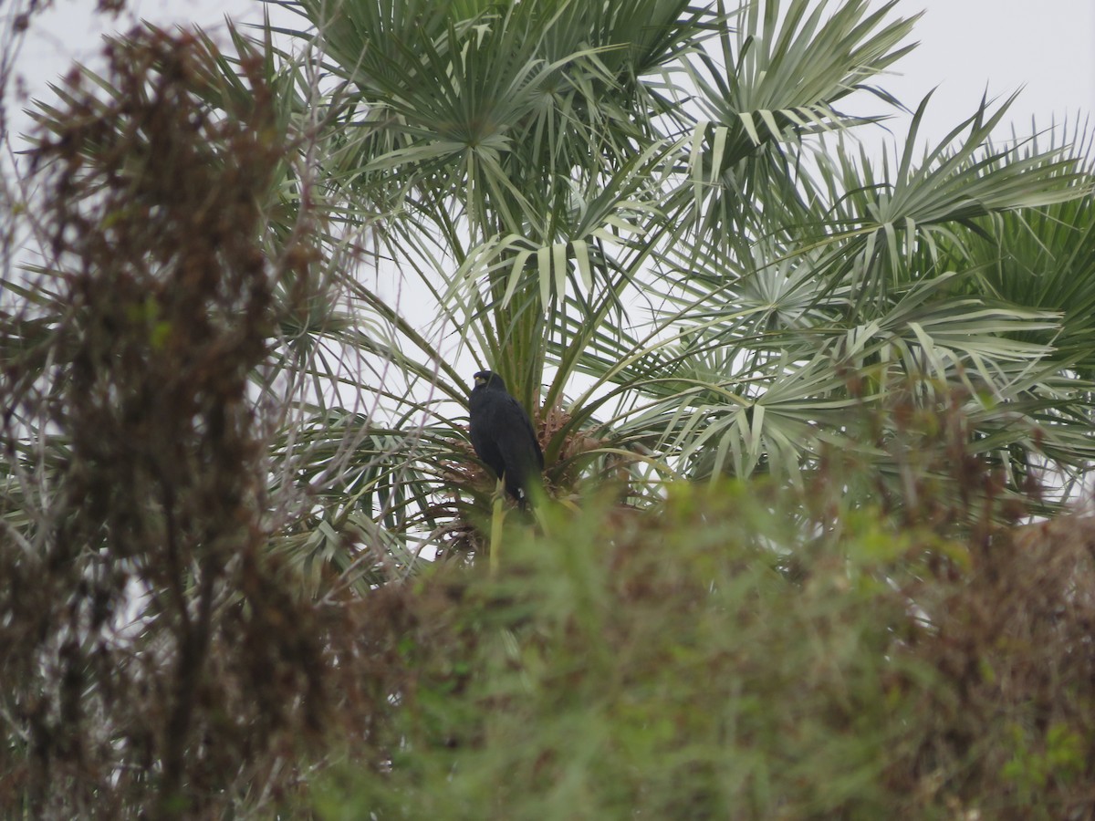 Great Black Hawk - ML647370103