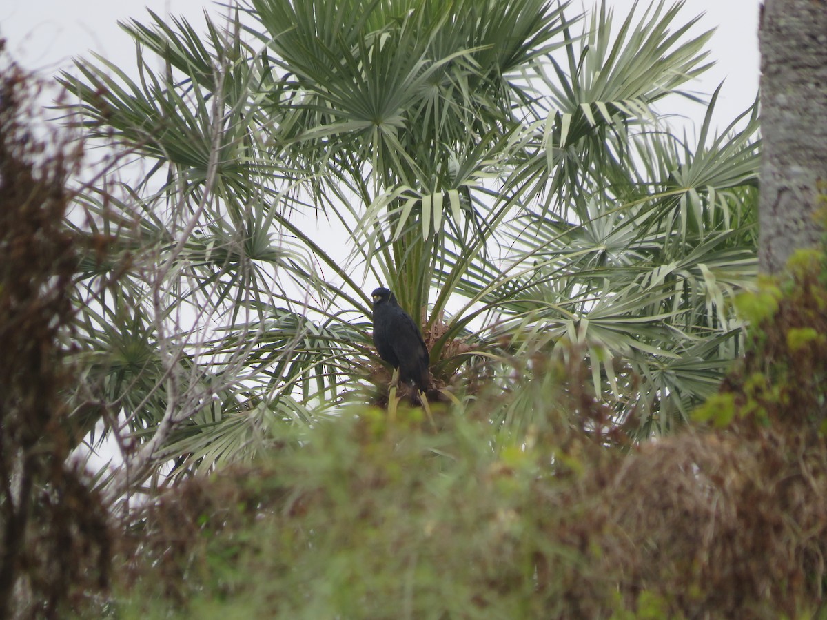 Great Black Hawk - ML647370104