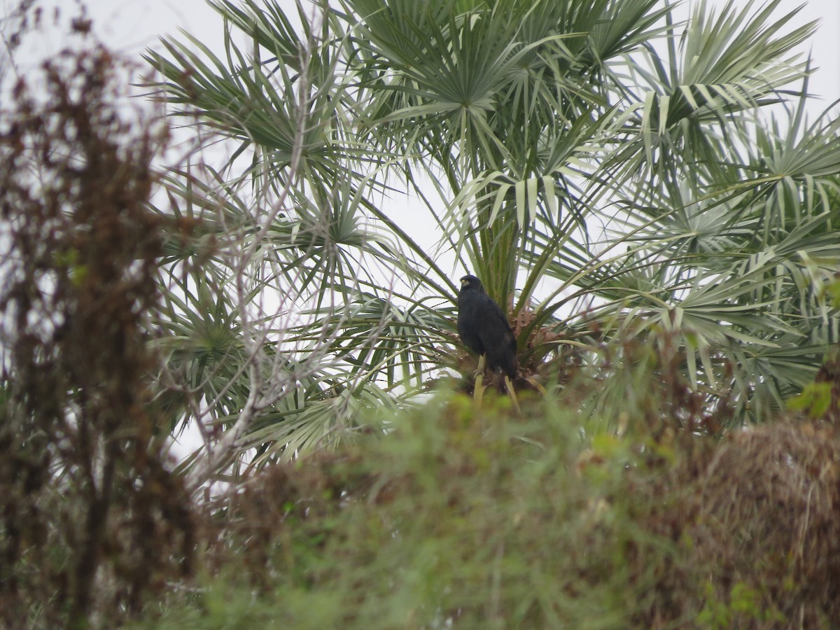 Great Black Hawk - ML647370105