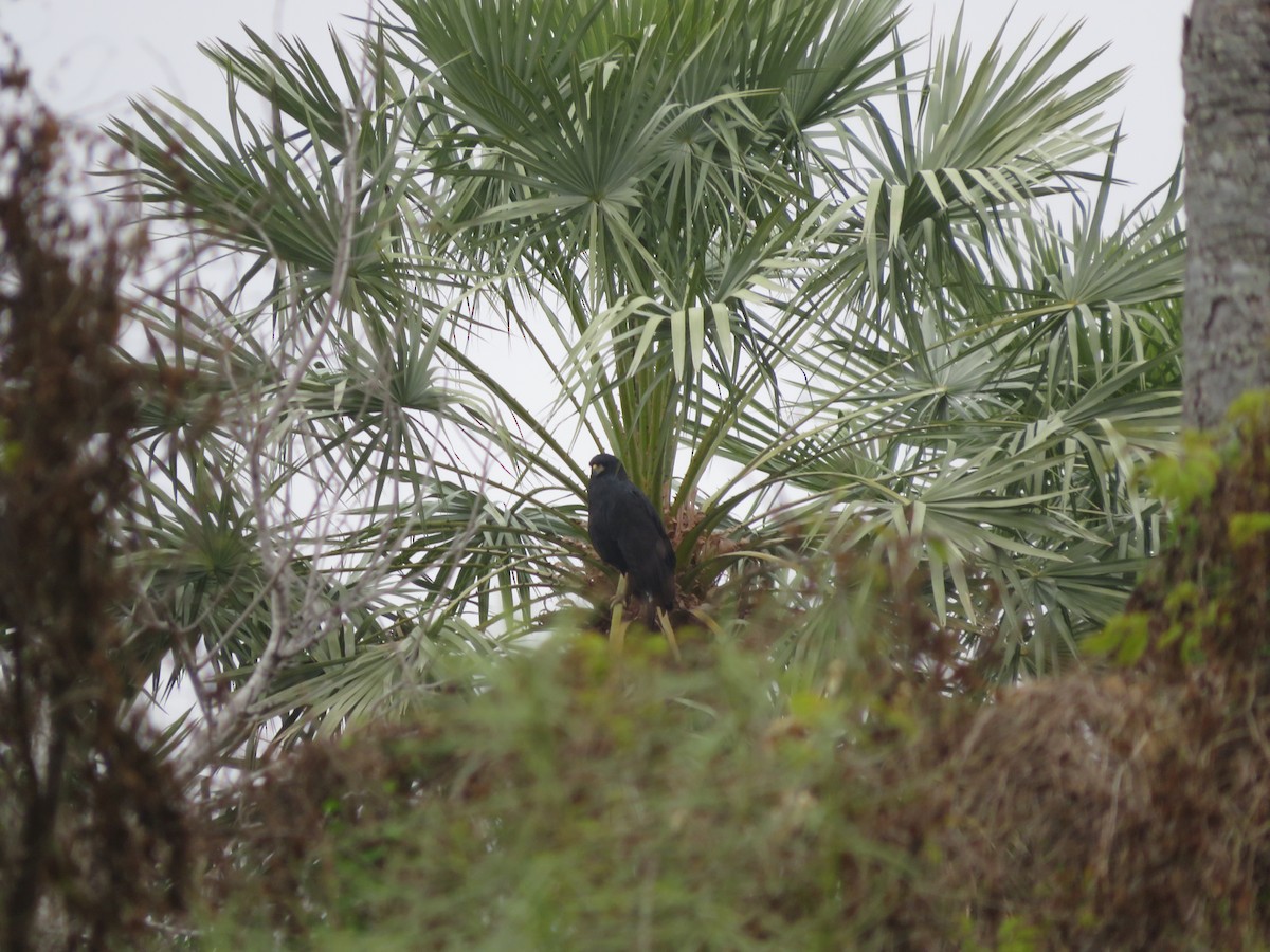 Great Black Hawk - ML647370106