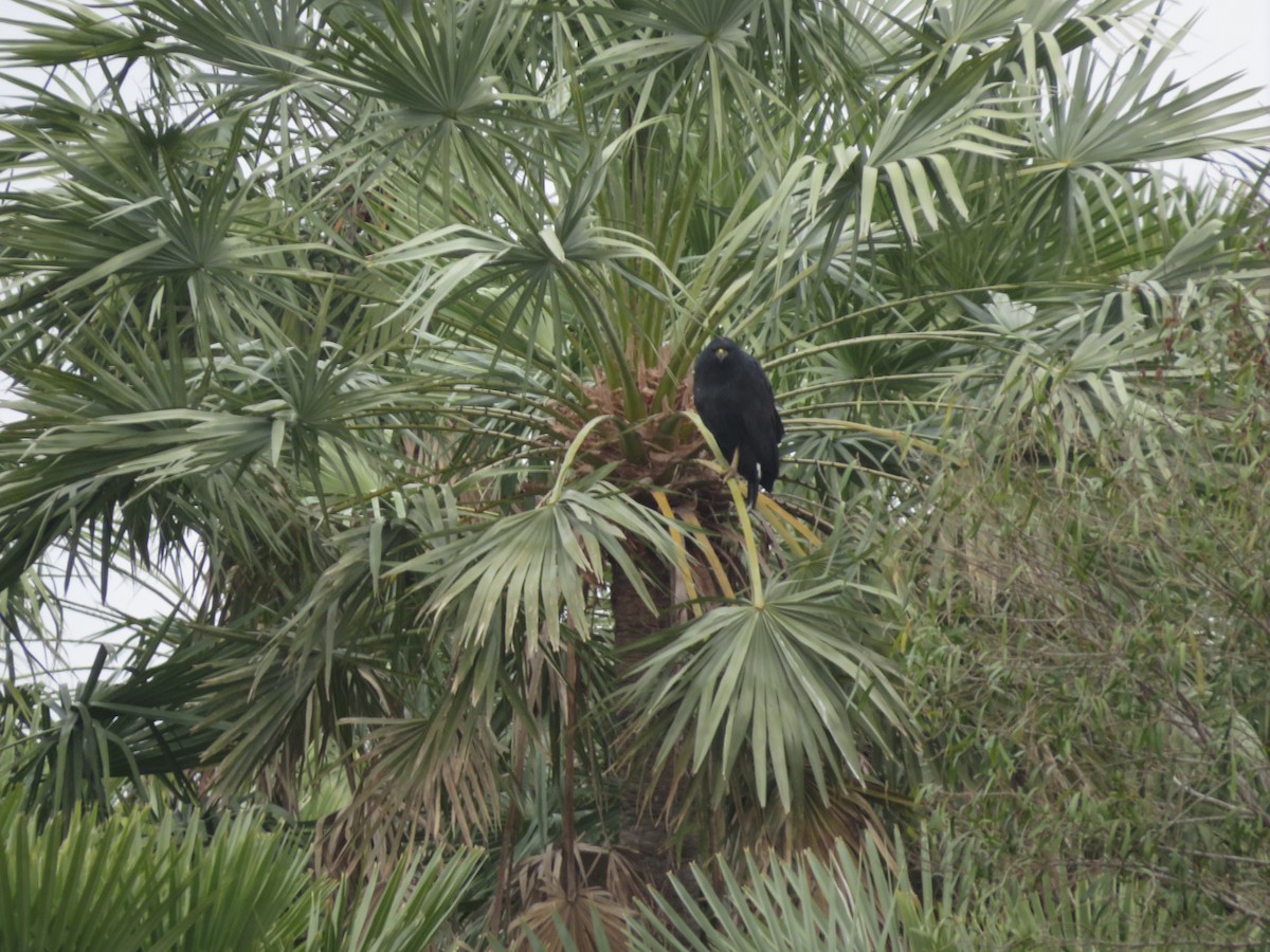 Great Black Hawk - ML647370107