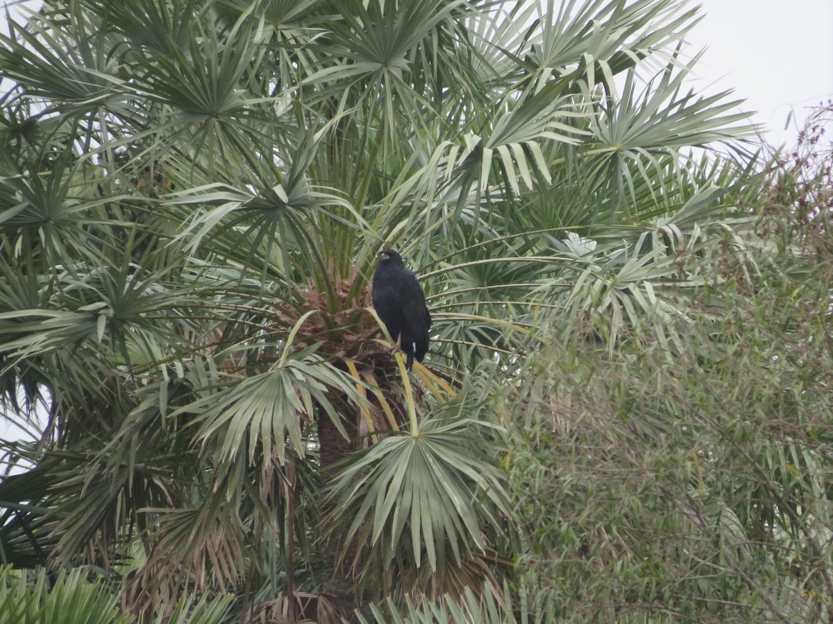 Great Black Hawk - ML647370108