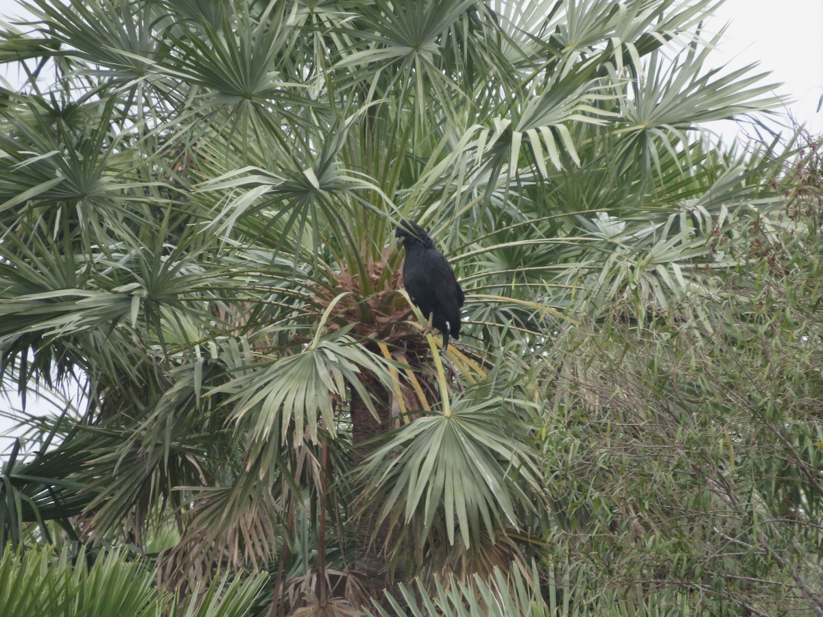 Great Black Hawk - ML647370109