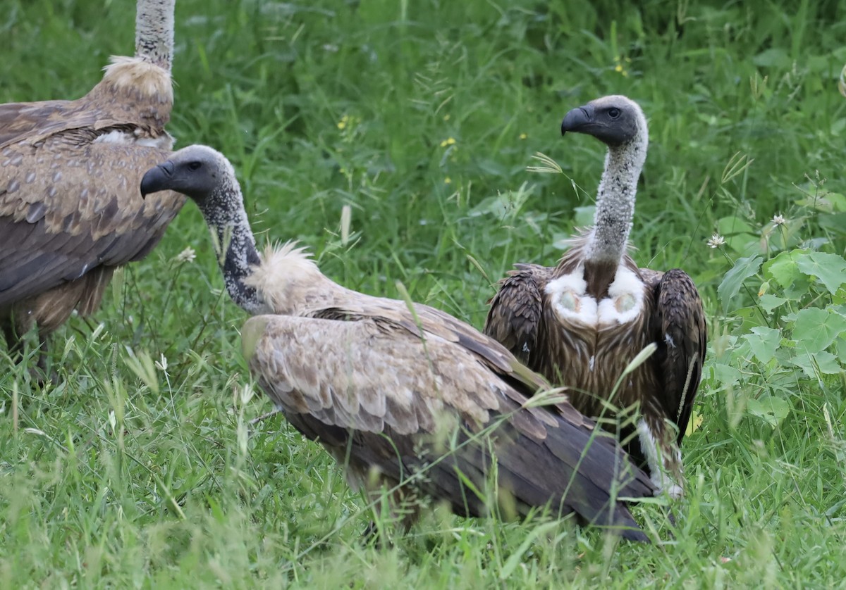 White-backed Vulture - ML647370110