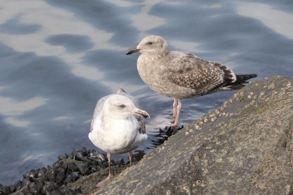 Larinae sp. - ML647370116