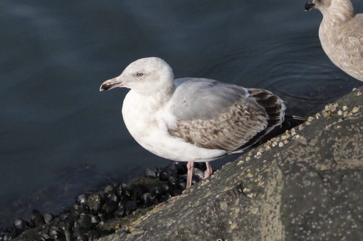 Larinae sp. - ML647370117